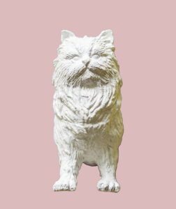 Sarman Kedi